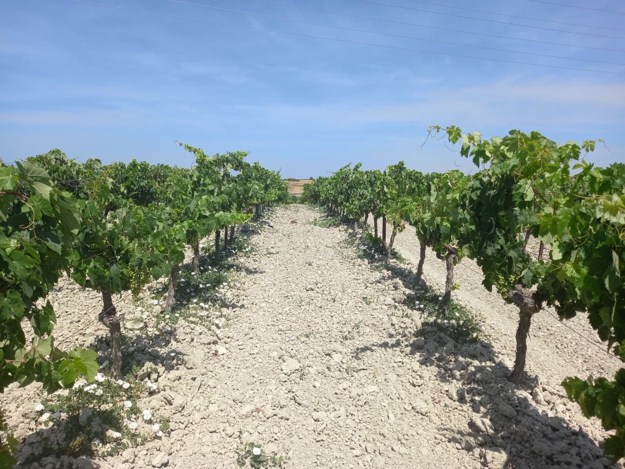 FINCA CERRO DE OBREGON - imagen 12