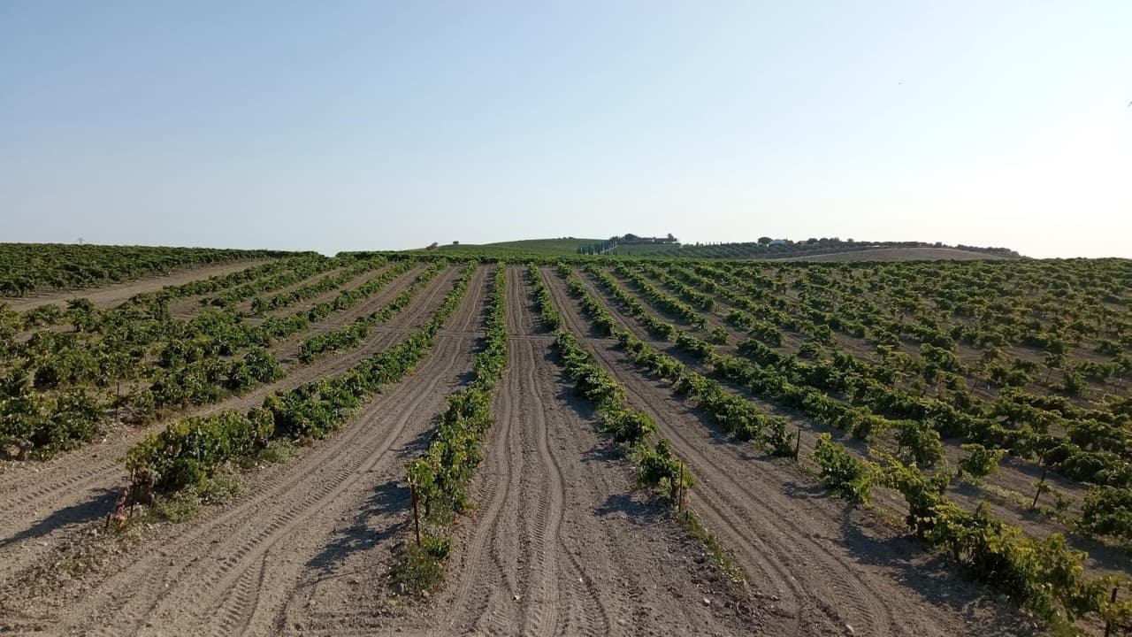 FINCA CERRO DE OBREGON - imagen 10