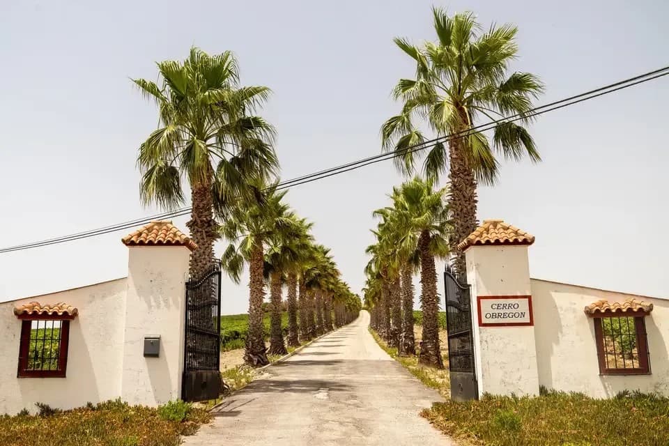 FINCA CERRO DE OBREGON